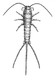 Silverfish