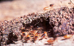 Termites